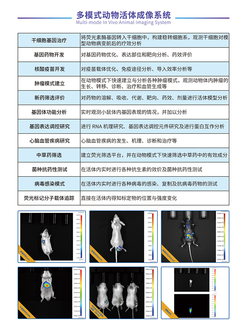 活体成像(图2)